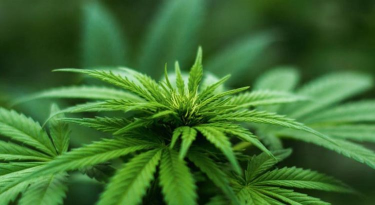 Mildeca et le CBD