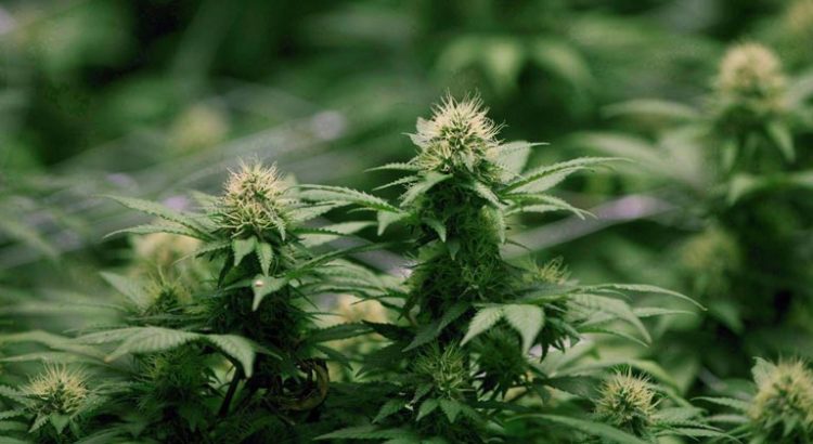 Ventes de cannabis légal au Canada en 2019
