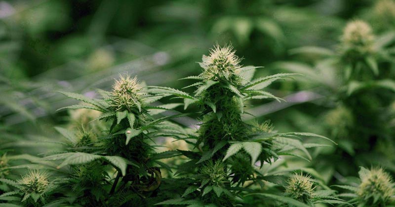Ventes de cannabis légal au Canada en 2019