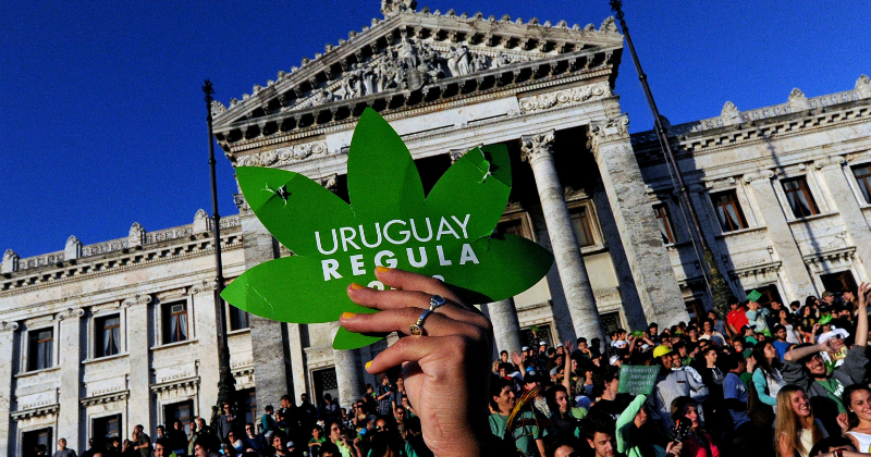Uruguay Cannabis