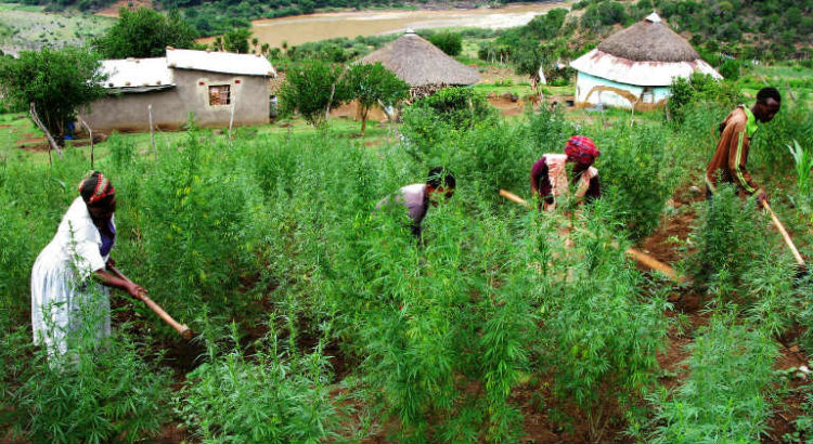 afrique cannabis