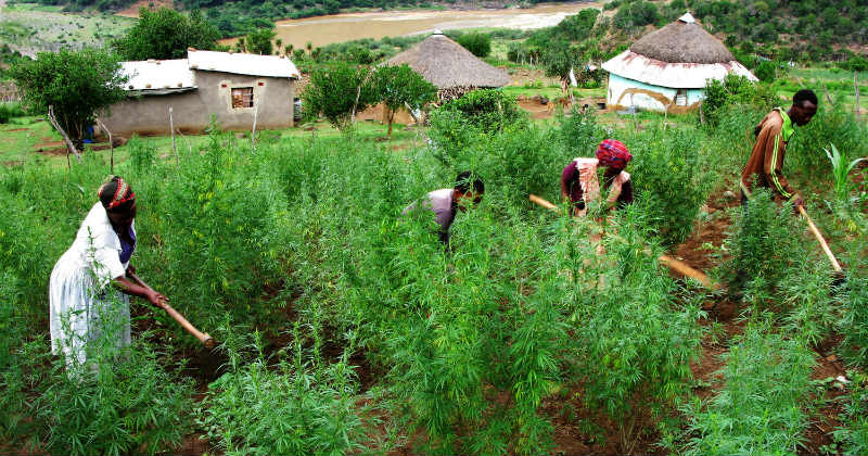 afrique cannabis