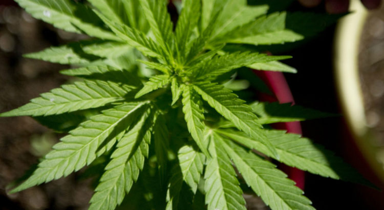 cannabis europe 115 milliards