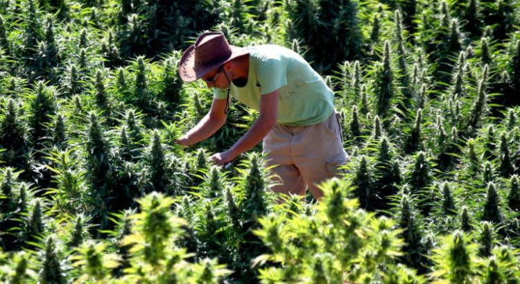 culture cannabis