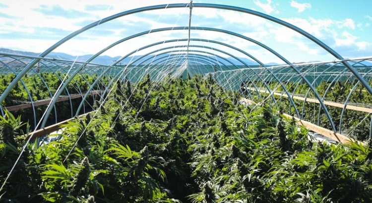 Culture de cannabis en extérieur au Canada