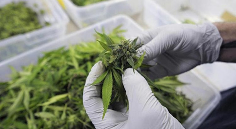 Etude sur le cannabis médical et les douleurs