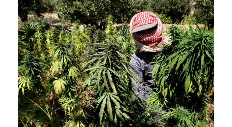 cannabis Liban