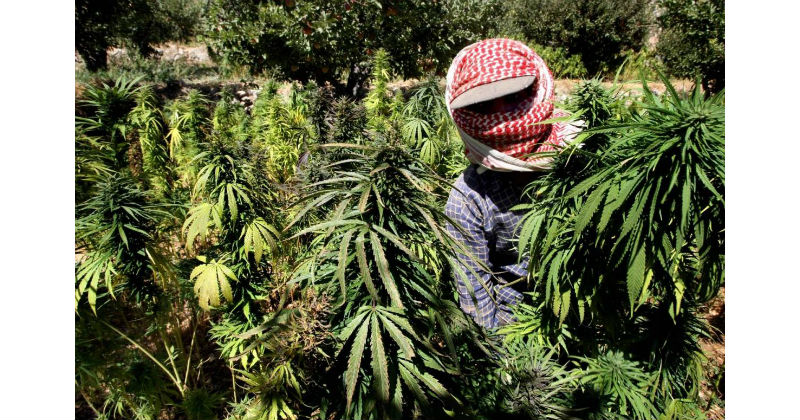 cannabis Liban