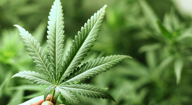 cbd cancer sein