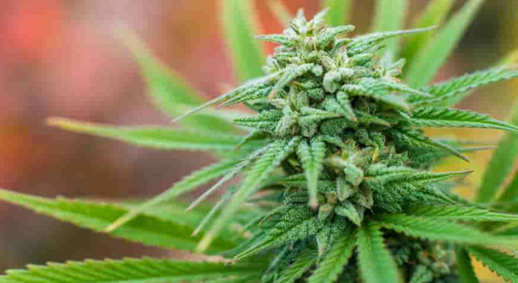 cannabis suicide