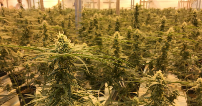 canopy growth cannabis colombie