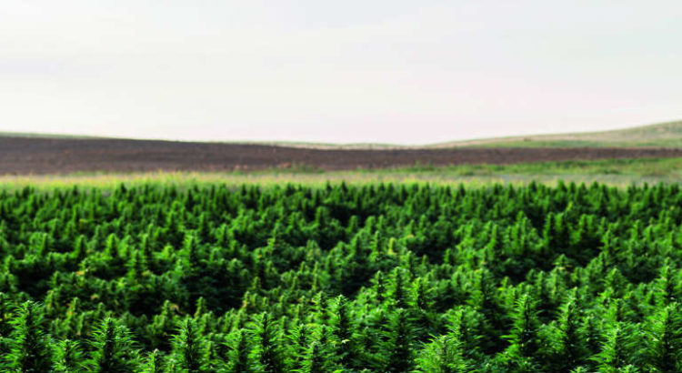 production cannabis