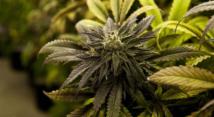 Professeurs du Finistère appellent à la légalisation du cannabis