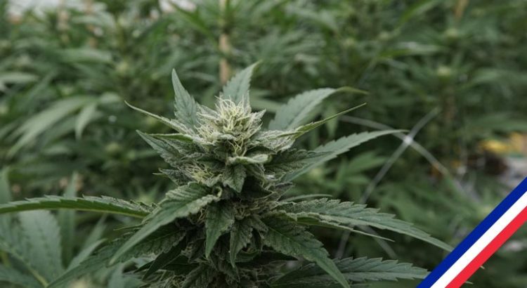 Weed datant du Royaume-Uni