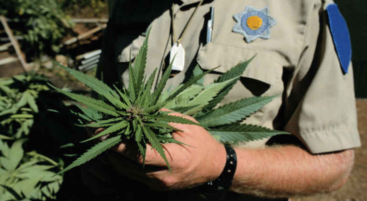 DEA cannabis