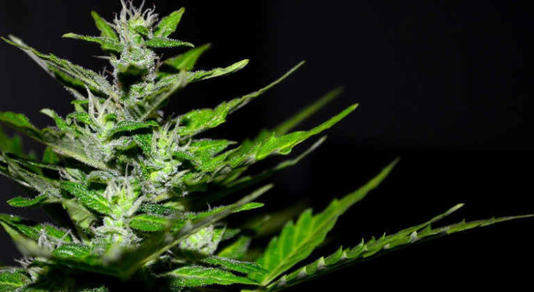 cannabis