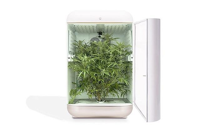 cannabis box