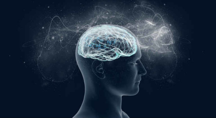 cerveau