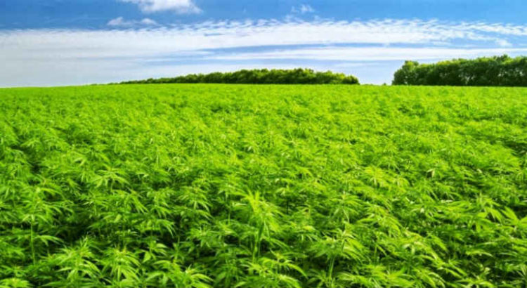 champ de cannabis