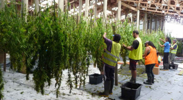 hikurangi cannabis