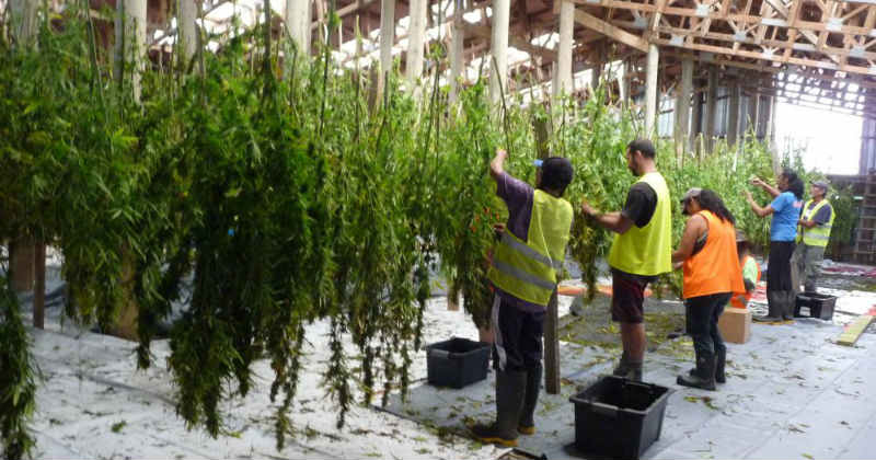 hikurangi cannabis