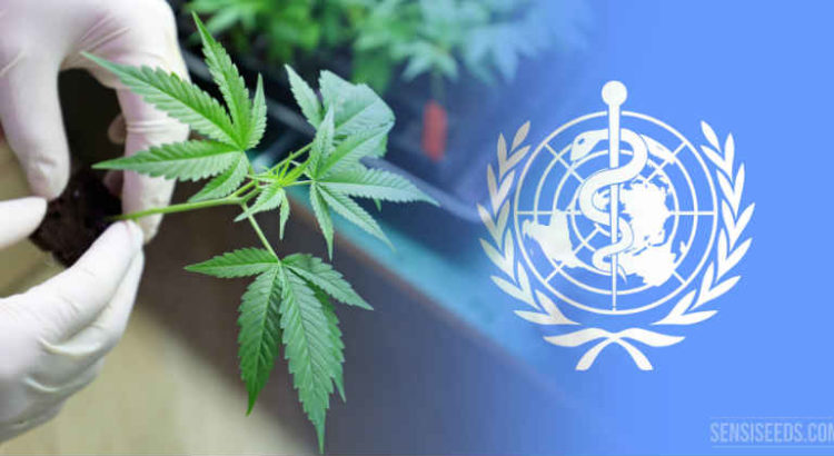 oms cannabis