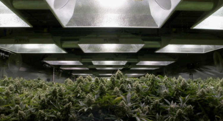 production cannabis
