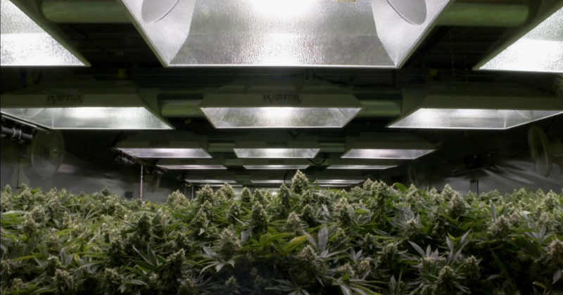production cannabis