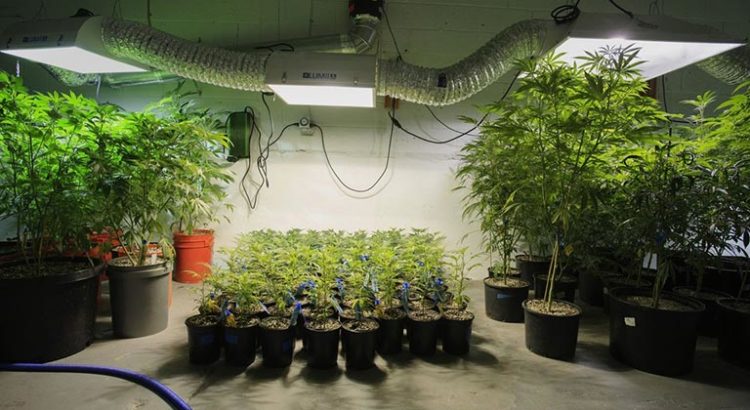 Scotts Miracle Gro et cannabis