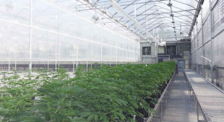 serre cannabis