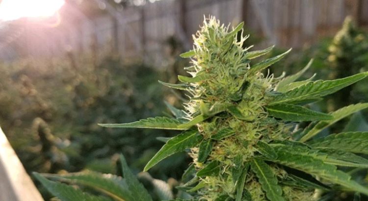 AOC cannabis