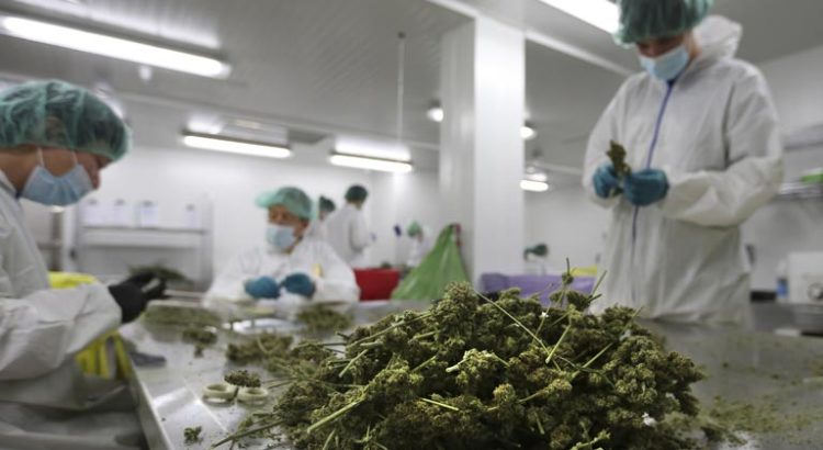 Test du cannabis en Californie