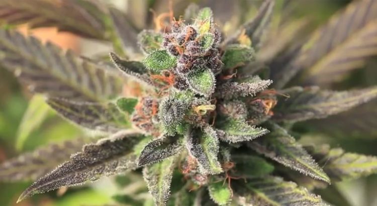 Cannabis médical en Suisse