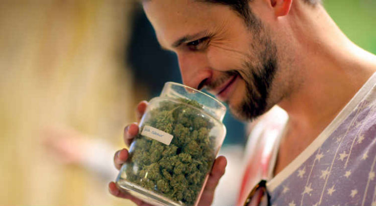 goûteurs de cannabis