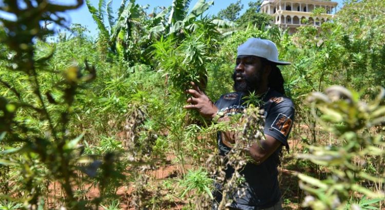 Landrace jamaïcaines de cannabis