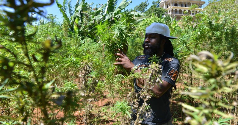 Landrace jamaïcaines de cannabis