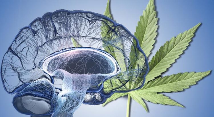 Cannabis et neurones