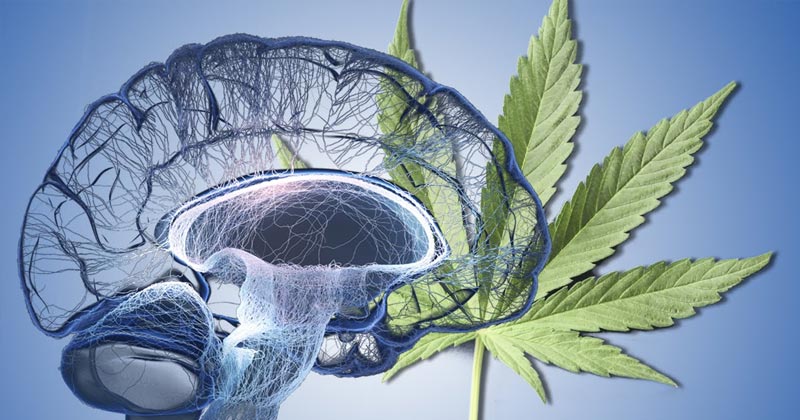 Cannabis et neurones