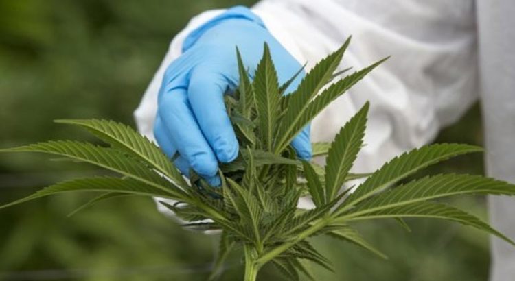La production du cannabis au Zimbabwe