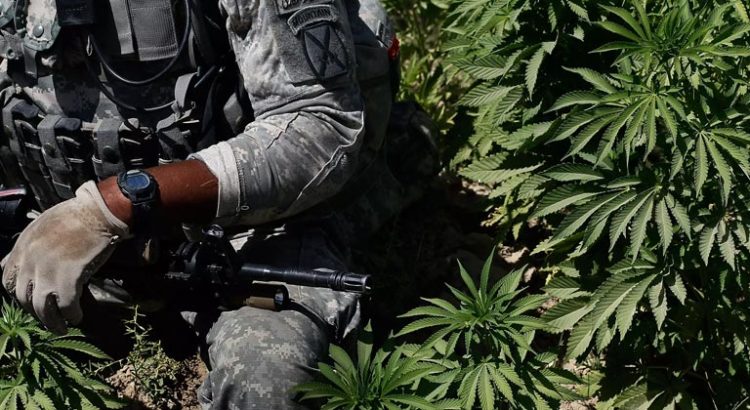 Cannabis médical pour les vétérans