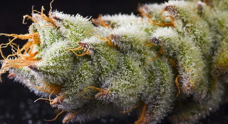 Appauvrissement des variétés de cannabis