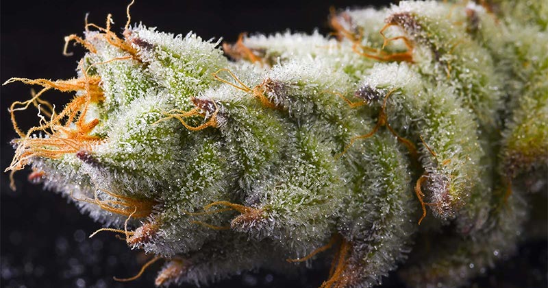 Appauvrissement des variétés de cannabis