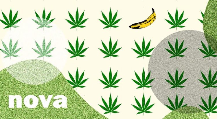 Banana Kush Nova