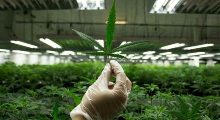 cannabis