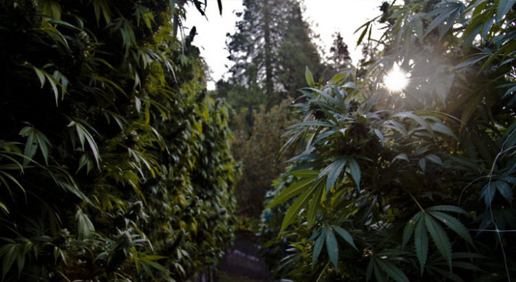 Cannabis médical en régions de France