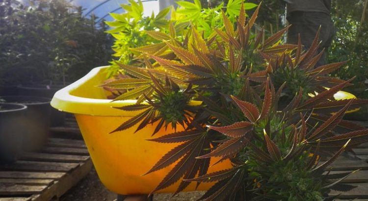 Croptober