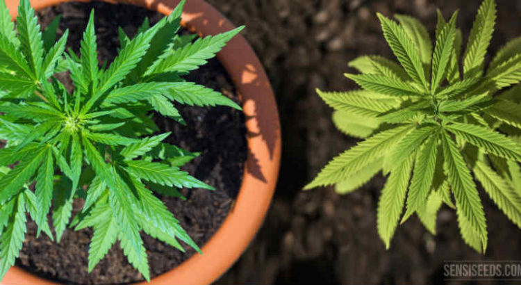 autoculture du cannabis