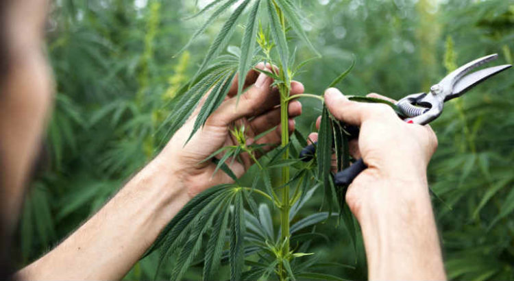 cannabis