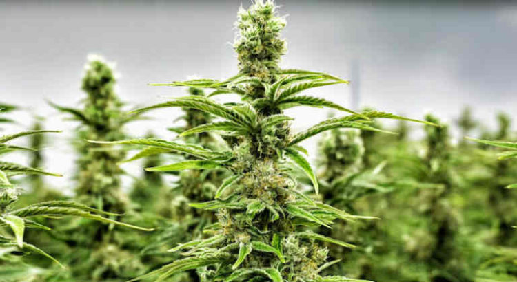 cannabis