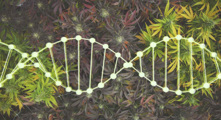 cannabis génétique